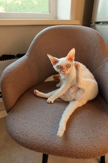 Tangerin asmr page leaked private photo uncensored HD quality